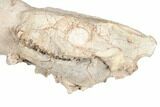 Fossil Oreodont Skull With Associated Bones #192542-11